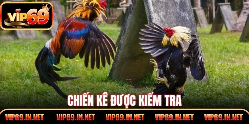 Chiến kê được kiểm tra