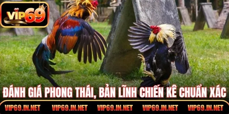 Đánh giá phong thái, bản lĩnh chiến kê chuẩn xác