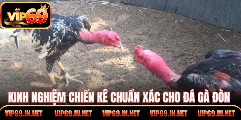 Kinh nghiệm chiến kê chuẩn xác cho đá gà đòn VIP69