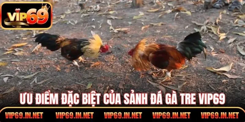 Ưu điểm đặc biệt của sảnh đá gà tre VIP69